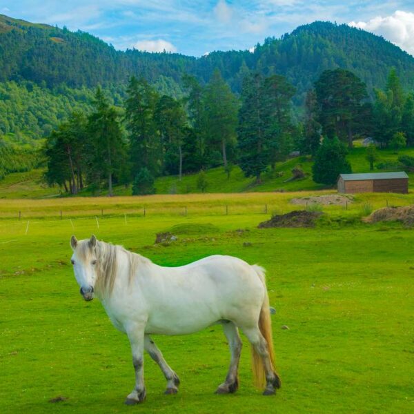 Horse at the Monadhliath Mountains