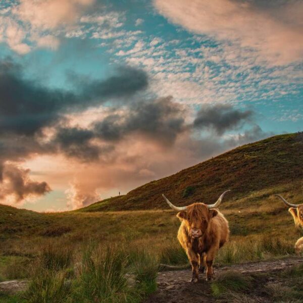 Highland Cows - Scottish Scenery