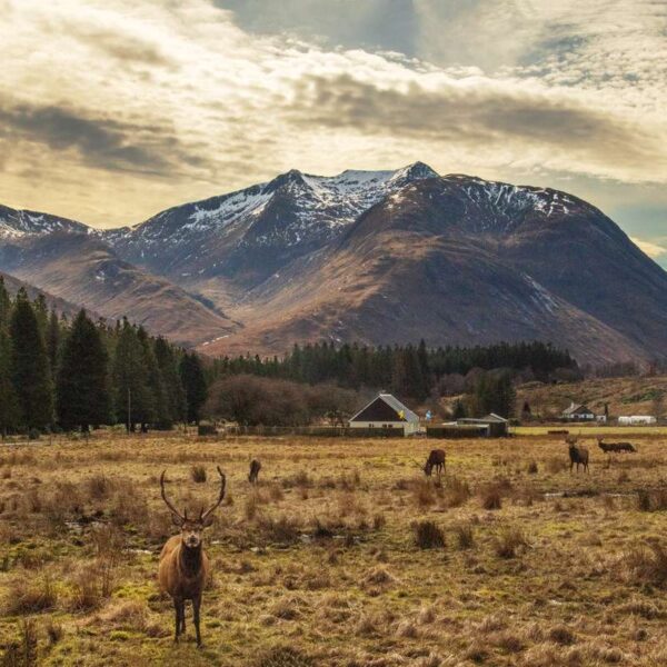 Deers in front of Ben Starav