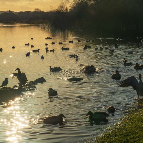 Swans at Castle Semple Loch