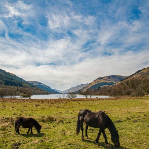 Two horses at Loch Voil