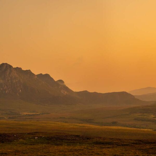 Ben Loyal