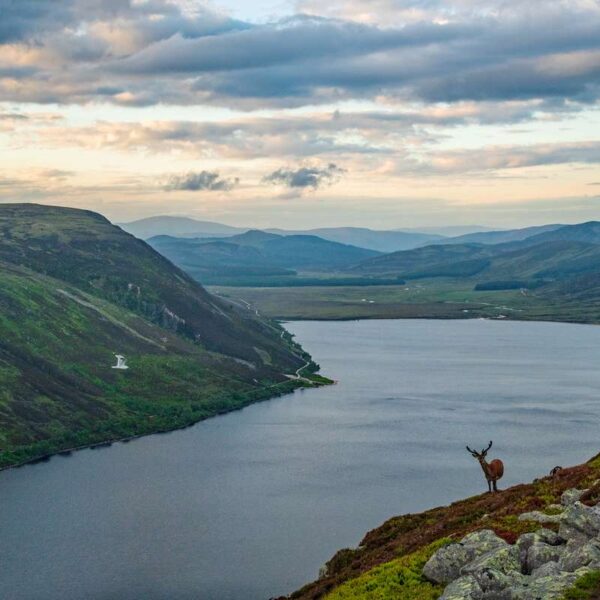 Red deer overlooking Loch Muick