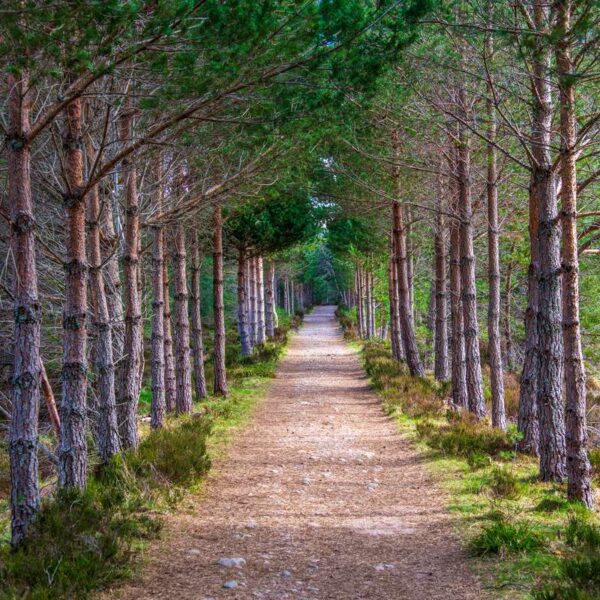 Magnificent Scots pines