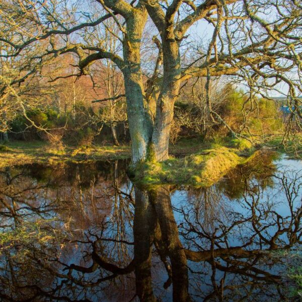 Kiltarlity tree reflections