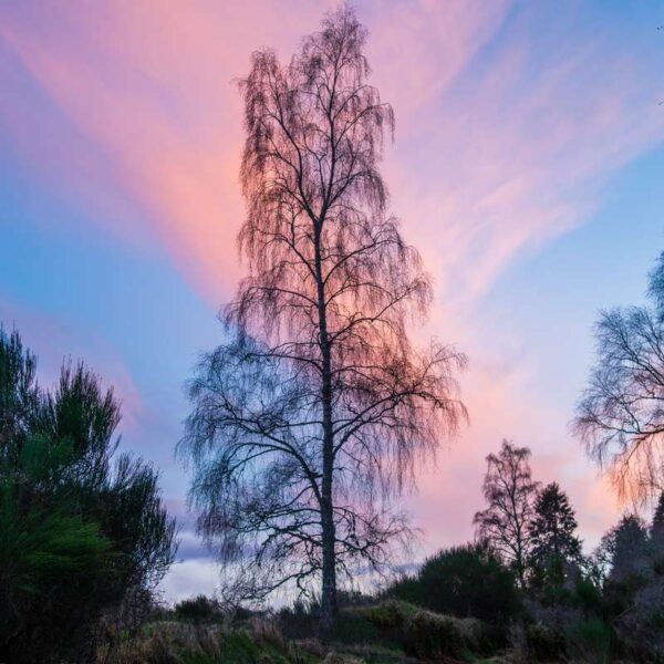 Kiltarlity sunset tree