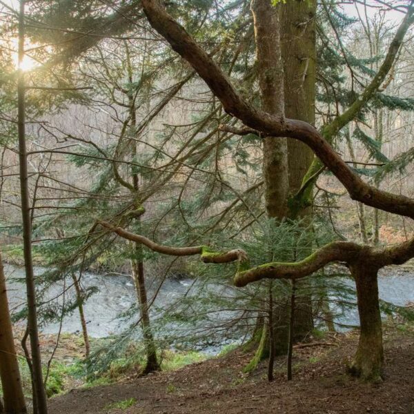 Forest tree snag