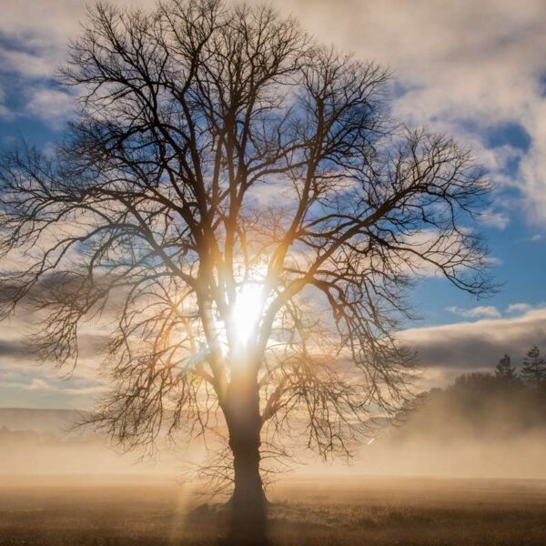 Misty sunset tree