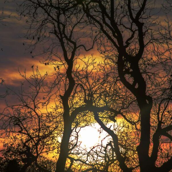 Tree silhouette