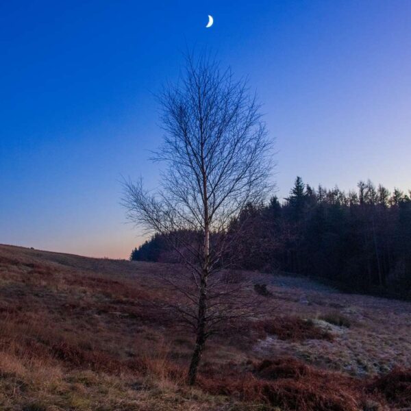 Cute and lonesome tree