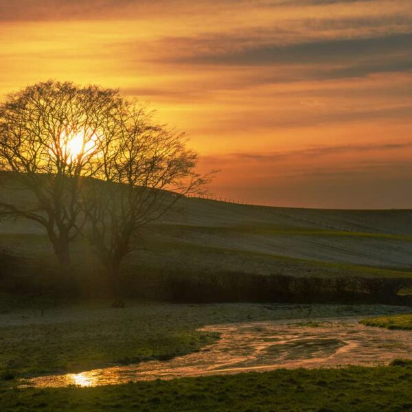 Allander Water Sunset Tree