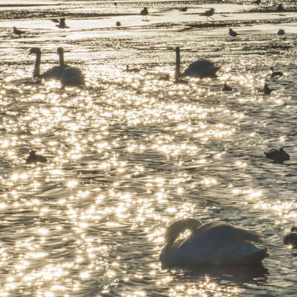 Huggenfield Loch Swans