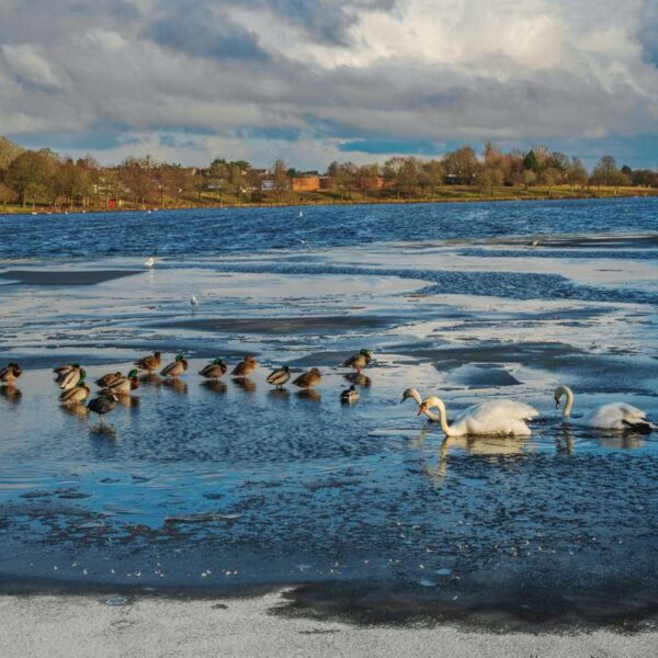 Swans and ducks at Huggenfield Loch