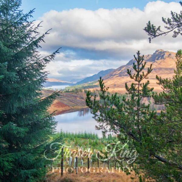 Glean Spean forest