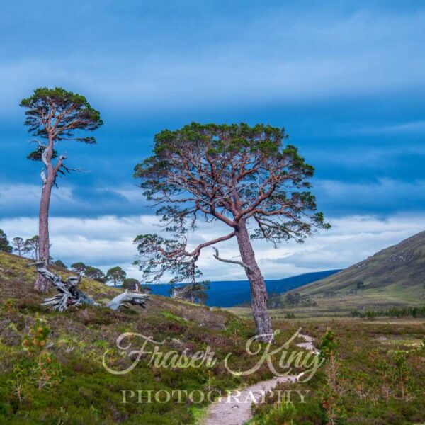 Trees in the Cairngorms