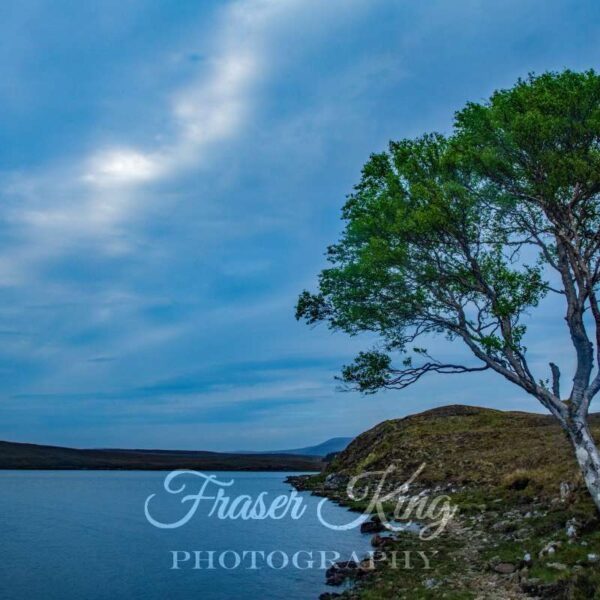 Lone tree at loch