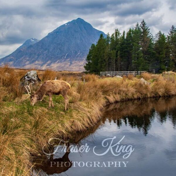 Buachaille Etive Mor Deer